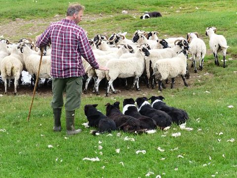 Working sheepdogs