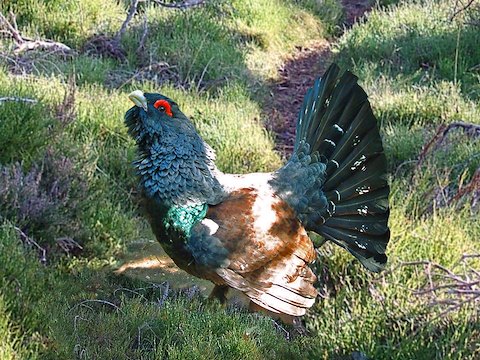 Wildlife Wildlife