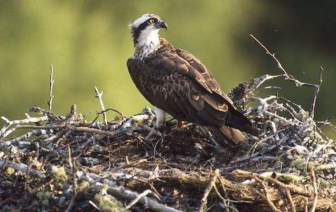 RSPB - Ospreys RSPB - Ospreys