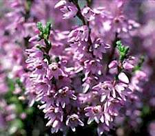 The Speyside Heather Centre