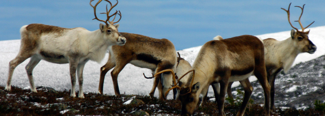 The Cairngorm Reindeer Centre