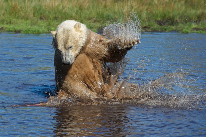 Polarbear