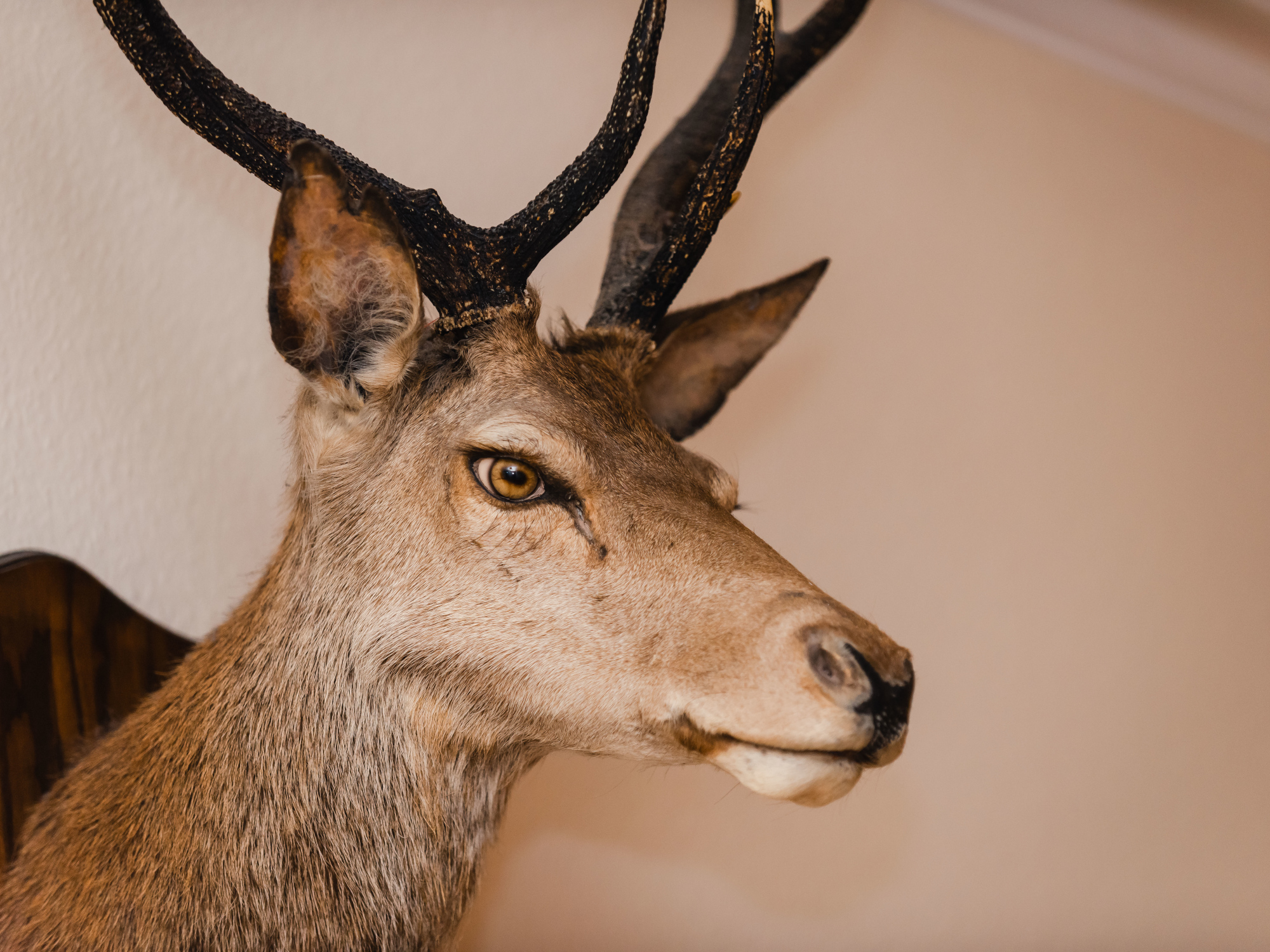 Photo of Netherwood House